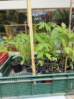 tomaten planten 1 € stuk, Jardin & Terrasse, Plantes | Jardin, Enlèvement ou Envoi