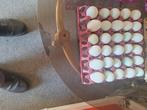 Broedeieren cream legbar, Ophalen, Zo goed als nieuw
