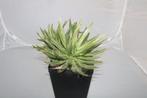 agave schidigera, Vetplant, Ophalen of Verzenden, In pot, Minder dan 100 cm