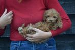 Cavapoo pups = kruising poedel x Cavalier, Dieren en Toebehoren, Honden | Niet-rashonden, België, 15 weken tot 1 jaar, HCC (leverziekte)
