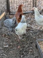 legkippen, Dieren en Toebehoren, Pluimvee