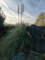 Pampasgras (plant), Ophalen