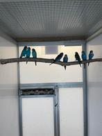 Split grasparkieten, Dieren en Toebehoren, Vogels | Parkieten en Papegaaien, Mannelijk, Parkiet, Geringd