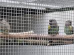 Pop Meyer-papegaai / Poicephalus M.Damarensis en een..., Dieren en Toebehoren, Vrouwelijk, Papegaai, Geringd