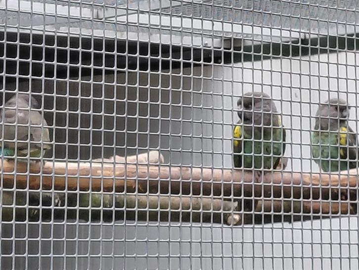 Pop Meyer-papegaai / Poicephalus M.Damarensis en een..., Dieren en Toebehoren, Vogels | Parkieten en Papegaaien, Papegaai, Vrouwelijk