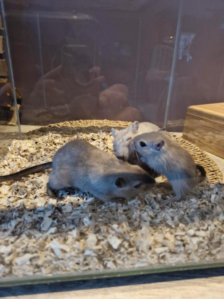 Gerbils, Dieren en Toebehoren, Knaagdieren, Mannelijk, Overige typen, Augustus