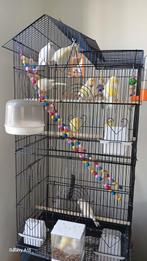 10 taal kweek rijpe harlekijn en mozaïeken kanaries, Enlèvement