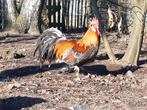 Broedeieren Leghorn Blauwpatrijs, Dieren en Toebehoren, Pluimvee, Geslacht onbekend, Kip