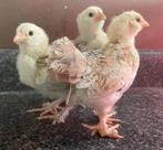 GEZOCHT kuiken hennetjes, Dieren en Toebehoren, Vrouwelijk, Kip