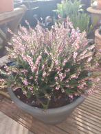 Winterheide - GRATIS, Enlèvement, Plante fixe