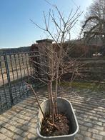 struik Gelderse roos, Viburnum opulus, Ophalen, Struik