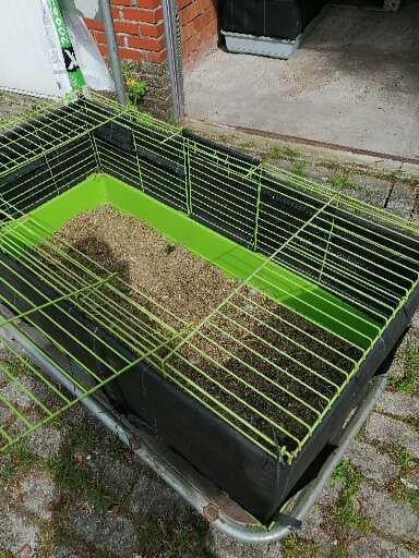 Konijnenhok voor allerlei doeleinden, Januari, Meerdere dieren