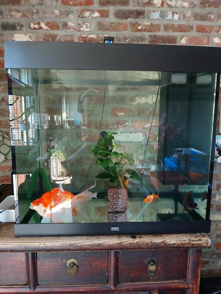 Aquarium te koop, 200liter, Dieren en Toebehoren, Vissen | Aquaria en Toebehoren, Zo goed als nieuw, Ophalen