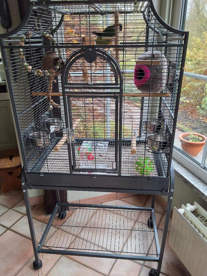 Vogelskooi met vogels, Animaux & Accessoires, Oiseaux | Cages & Volières, Comme neuf, Cage à oiseaux, Métal, Enlèvement