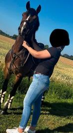 Brave e pony te koop, Hongre, Avec pedigree, Poney E (1.48 m - 1.57m), Poney de saut