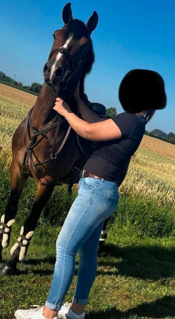 Brave e pony te koop, Dieren en Toebehoren, Pony's, Ruin, E pony (1.48m - 1.57m), Springpony, 3 tot 6 jaar, Met stamboom, Gechipt