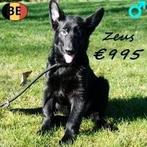 Duitse Herder, Zeus - te koop (Belgisch), Dieren en Toebehoren, Parvo, België, 15 weken tot 1 jaar, Eén hond
