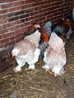 Brahma groothoender, Dieren en Toebehoren, Pluimvee, Meerdere dieren, Kip