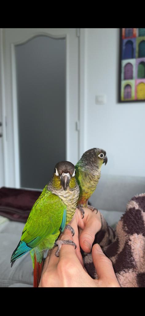 LIEGE Conure EAM couple reproducteur