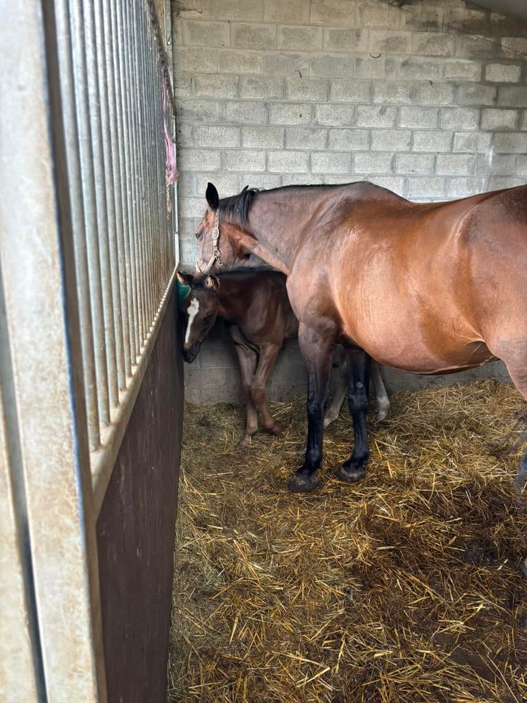 Fokmerrie zoekt nieuw huisje, Dieren en Toebehoren, Merrie