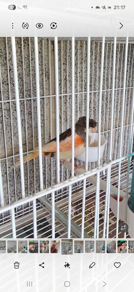 Couple de 2024 canari et homme 2025, Animaux & Accessoires, Oiseaux | Canaris