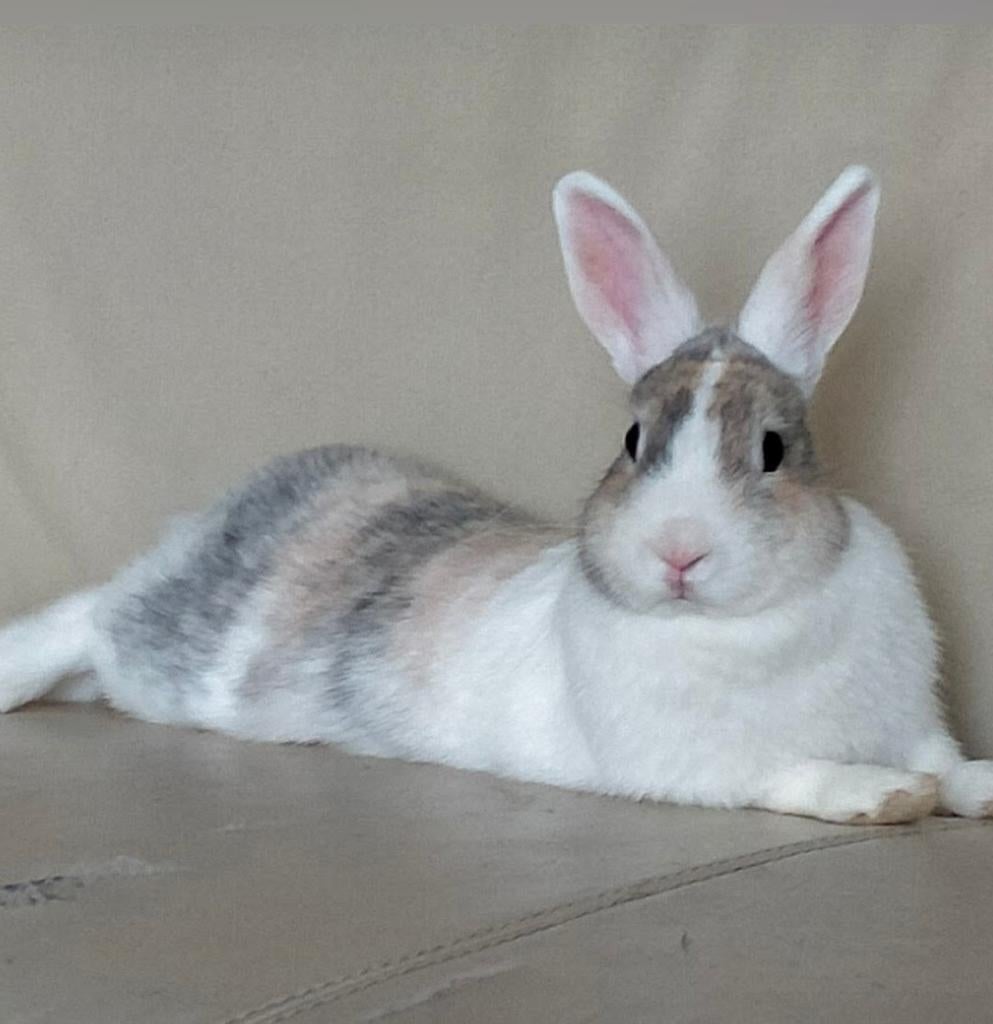 Dwergkonijn x, Dieren en Toebehoren, Konijnen