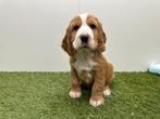 Nestje Engelse Cocker Spaniel pups