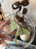 Taxidermie Luna mot, Verzamelen, Dierenverzamelingen, Ophalen of Verzenden, Insect, Opgezet dier