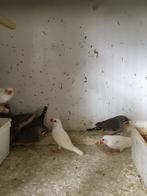 4 WITTE WINTERHARDE ZEBRAVINKEN VOOR 30 EURO, Plusieurs animaux, Oiseau tropical