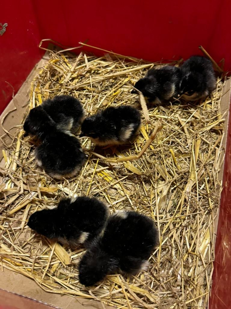 Marans kuikens en enkele andere soorten, Dieren en Toebehoren, Pluimvee