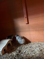 Koppel Chinese kwartels, Dieren en Toebehoren, Pluimvee, Meerdere dieren, Overige soorten