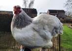 2 Brahma kriel hennen, Femelle, Poule ou poulet