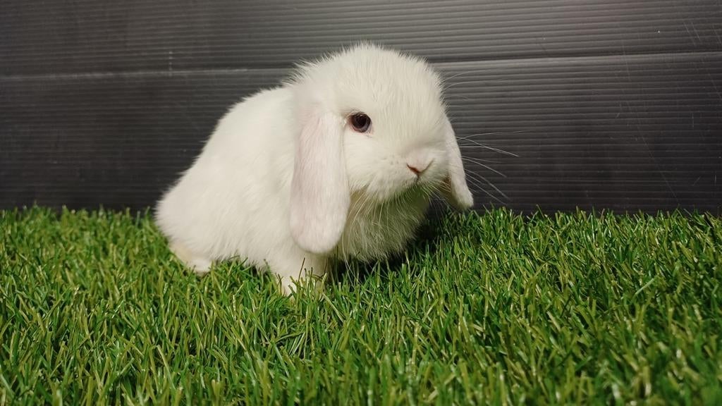 Handtamme raszuivere mannelijke konijnen jong, Mâle, Nain, Oreilles tombantes, 0 à 2 ans