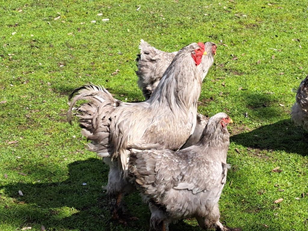 Brahma kippen lavendel wit gepareld groothoender, Meerdere dieren, Kip