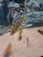 Cichlides malawi nimbochromis venustus 7-8 cm, Animaux & Accessoires