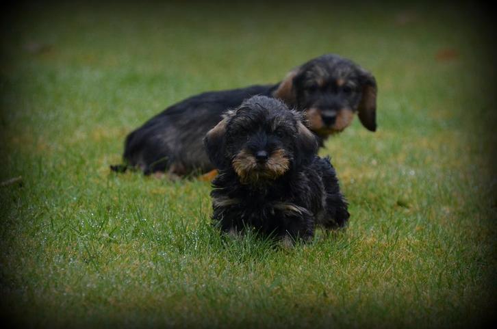 Chiots teckel à poil dur, Animaux & Accessoires, Chiens | Teckels & Bassets, Plusieurs animaux, Poils durs, Éleveur | Professionnel