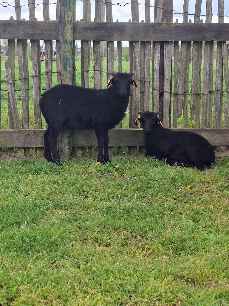 Kameroen lammetjes 2 zwartjes, Dieren en Toebehoren, Mannelijk, Schaap, 0 tot 2 jaar