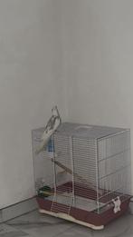 Calopsite male et perruche male + cage a vendre, Ophalen, Zo goed als nieuw
