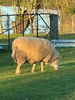 Moutons à vendre, Plusieurs animaux, Mouton