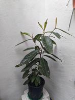 Néflier du Japon en pot – plante fruitière, Jardin & Terrasse, Enlèvement ou Envoi