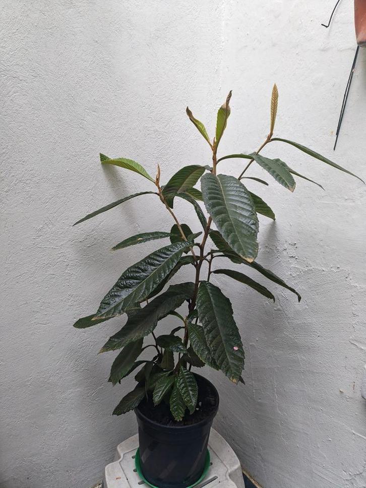 Néflier du Japon en pot – plante fruitière, Jardin & Terrasse, Plantes | Jardin, Enlèvement ou Envoi