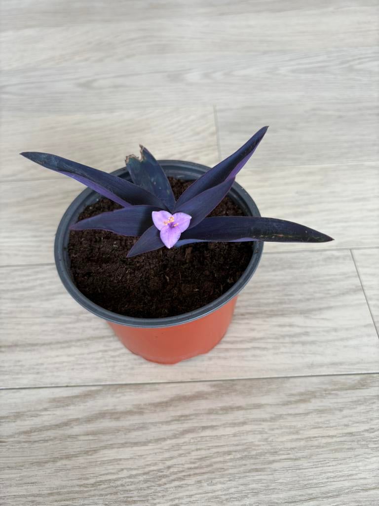 Tradescantia pallida (Purple Heart), Overige soorten, In pot, Minder dan 100 cm, Bloeiende kamerplant
