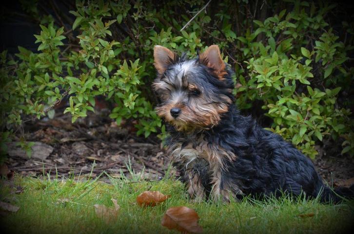 Chiots Yorkshire Terrier, Animaux & Accessoires, Chiens | Jack Russell & Terriers, Chien (mâle), Yorkshire Terrier, Éleveur | Professionnel