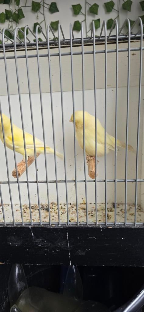 Kanarie Koppel  50€, Dieren en Toebehoren