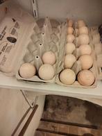 broedeieren vorwerk, Dieren en Toebehoren, Ophalen