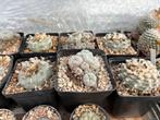 Lophophora collectie (44 stuks), Huis en Inrichting, Kamerplanten, Ophalen, Cactus, Minder dan 100 cm