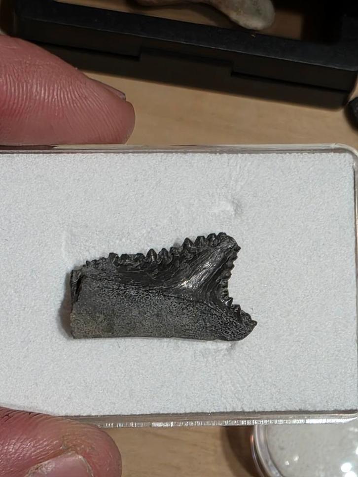 Requin edestus à dents de requin à dents de ciseaux rare de, Collections, Minéraux & Fossiles, Fossile, Enlèvement ou Envoi