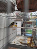 Diamant de gould, Mannelijk