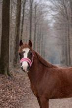 Super lieve welsh ruin, Dieren en Toebehoren, Ruin