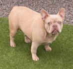 Prachtig isabella frans bulldog teefje herplaatster, Animaux & Accessoires, 1 à 2 ans, Hépatite contagieuse (maladie de Rubarth)